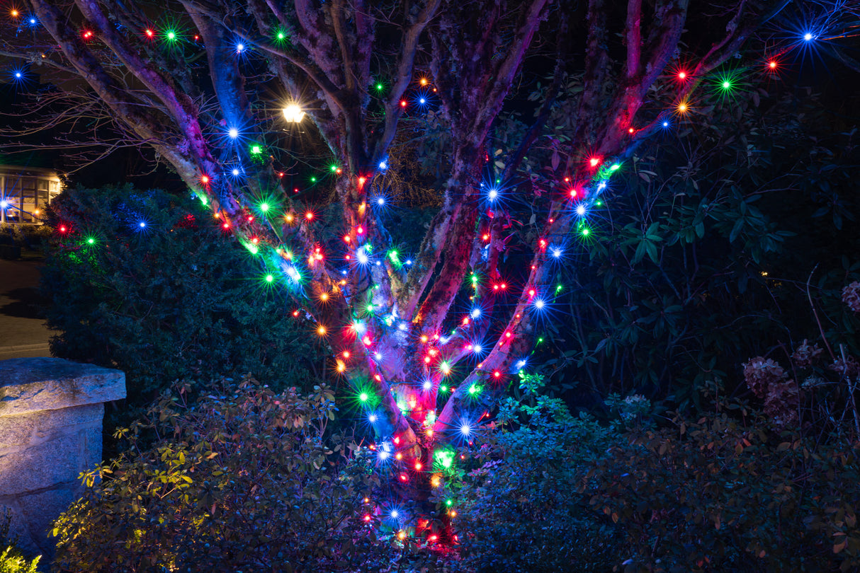 Steady Mini Lights - Green Wire - Standard Plug (Case of 12) Pre-order