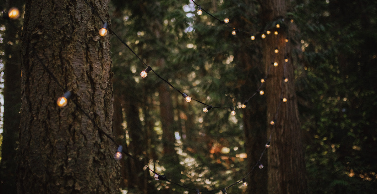 G30 Bulbs Warm White wrapped around trees