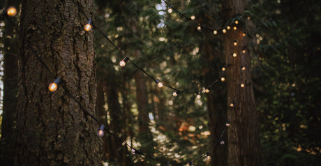 G30 Bulbs Warm White wrapped around trees