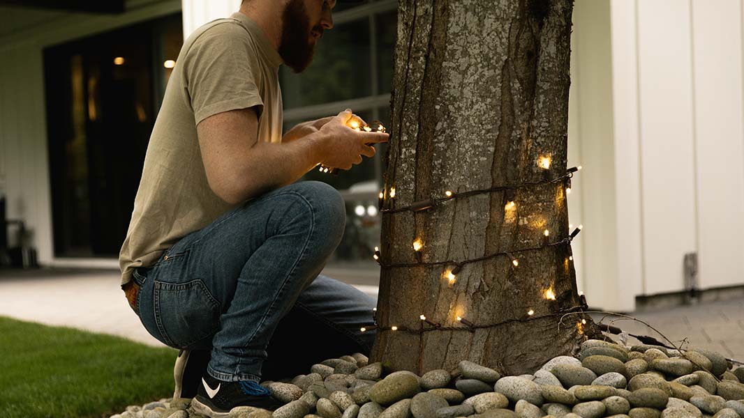 Brown shirt person trunk wrapping a tree with Mini Lights