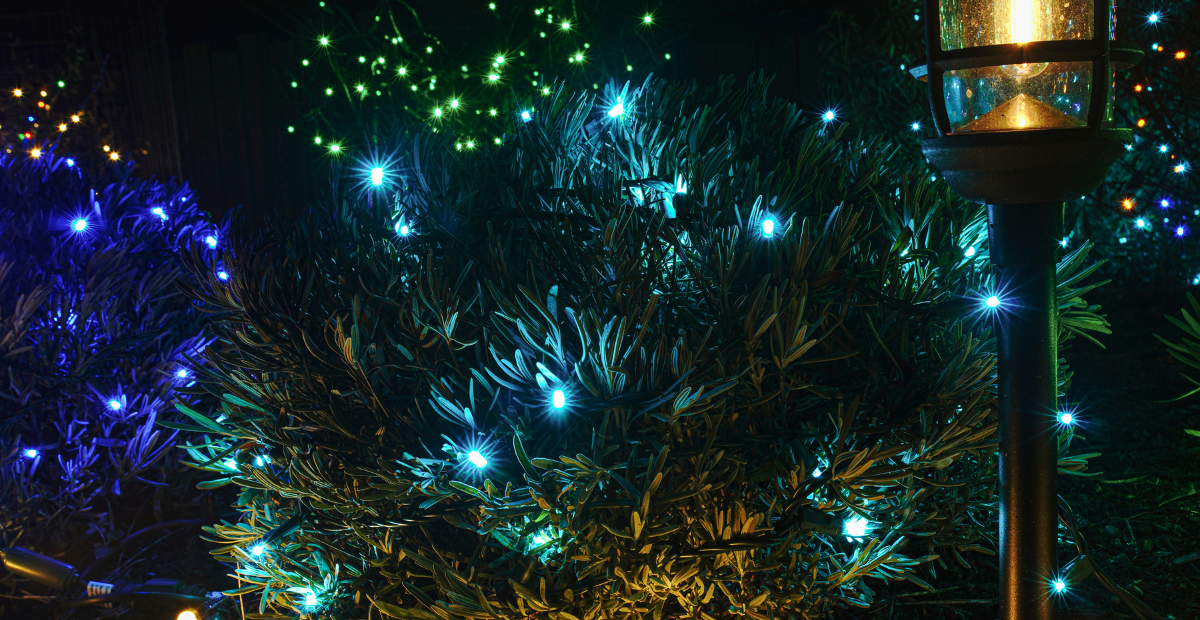 Blue mini lights illuminate a bush