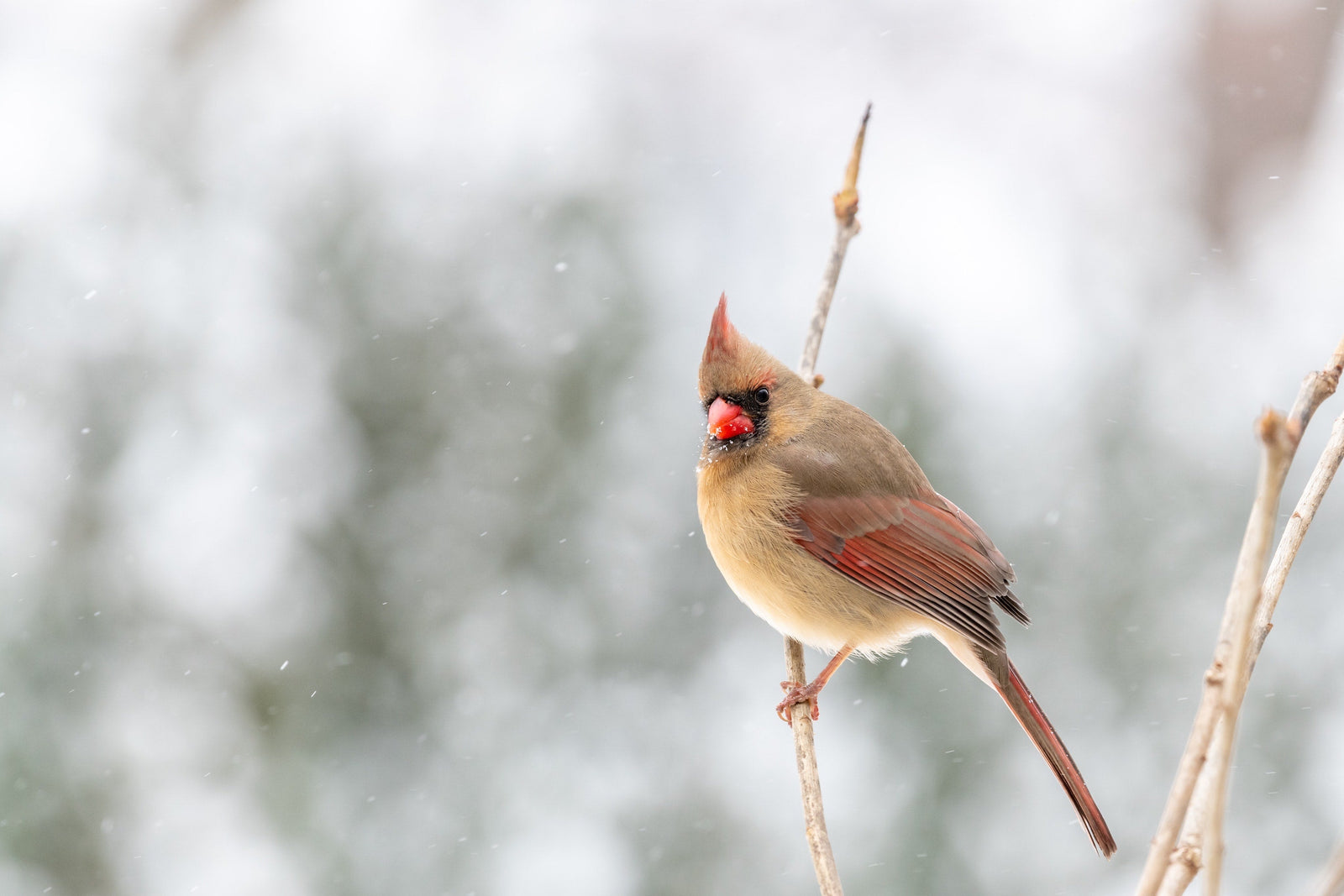 A brown and red bird standing on a twig