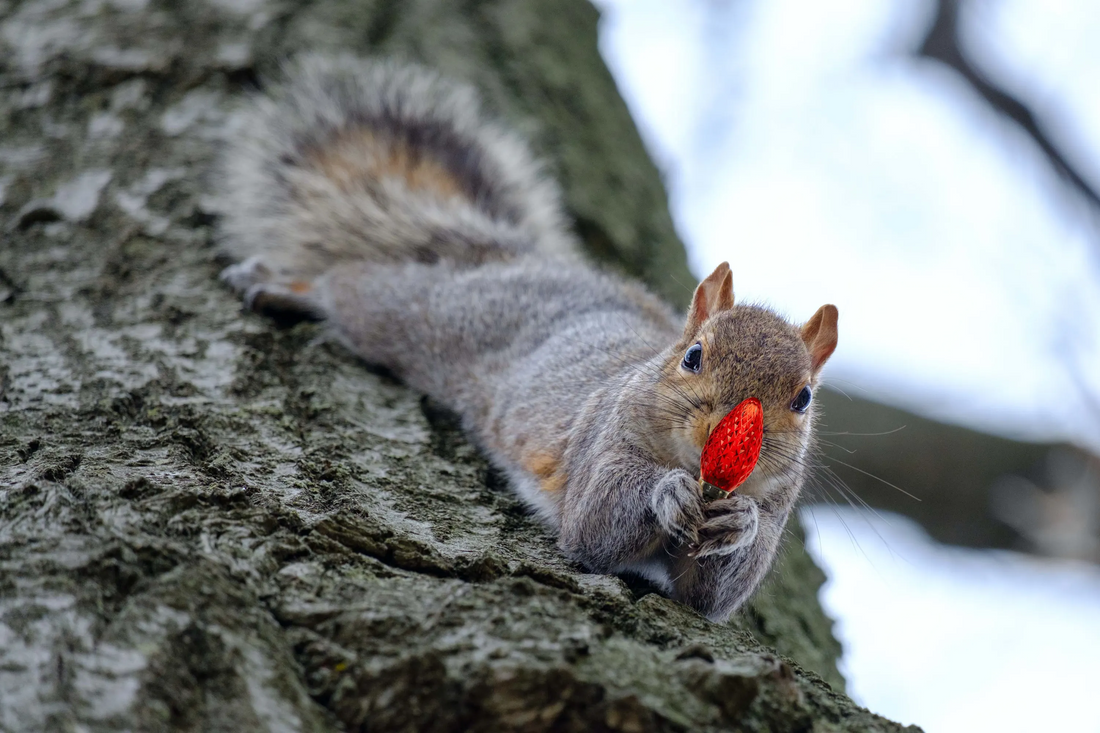 Got Squirrels? 10 Tips for Keeping Squirrels Away from Your Christmas Lights