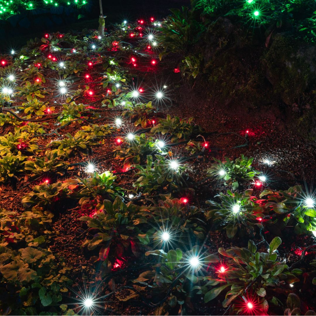 Themed Mini Lights - The Candy Cane - Bulk